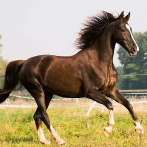 A horse exhibiting Sympathetic Nervous System at work